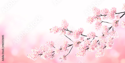 Horizontal banner with sakura flowers of pink color on sunny backdrop