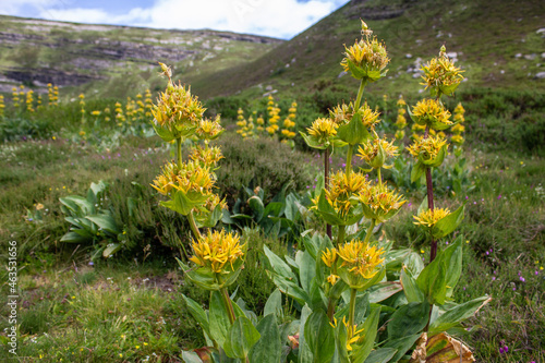 Gentiana lutea, medicinal plant in Spain photo