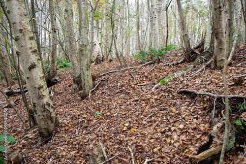 forest in the forest