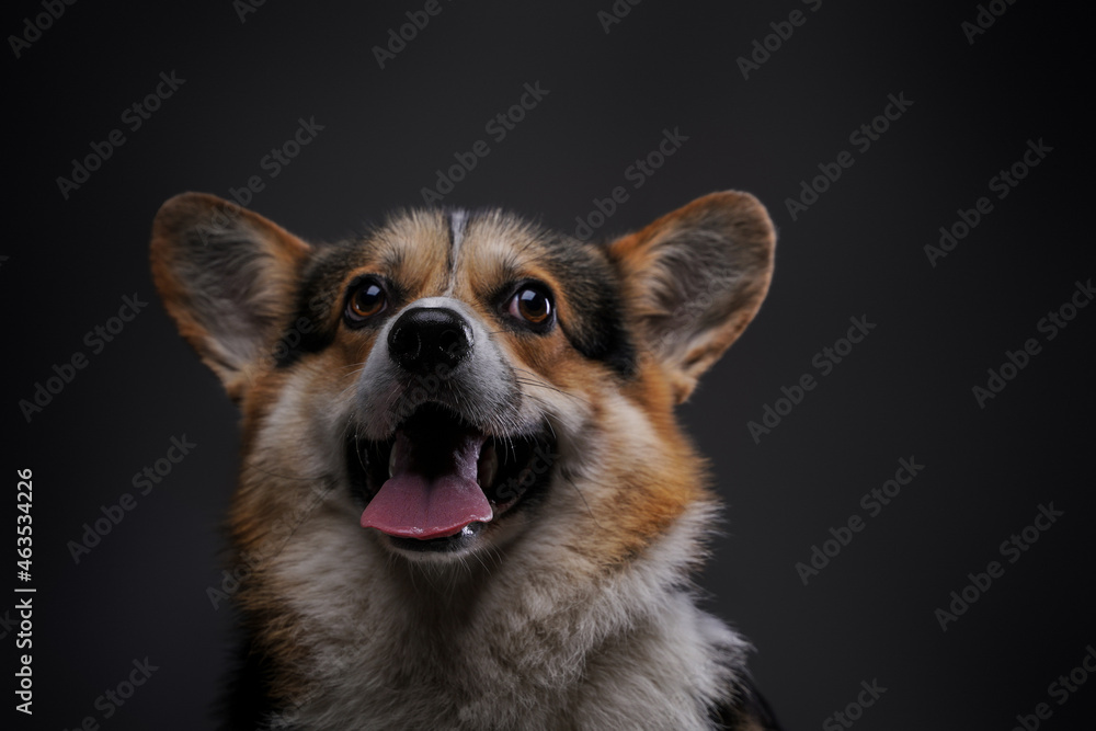 Cheerful canine animal with fluffy fur against dark background