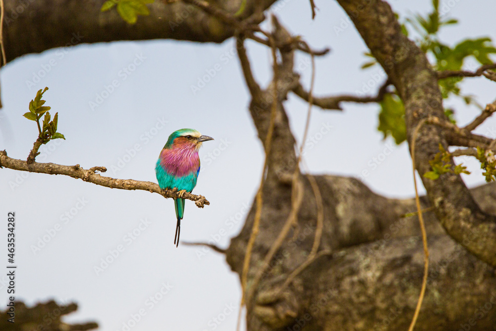 Obraz premium Lilac-breasted roller sits on a branch in the Masai Mara, Kenya
