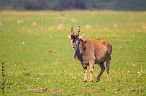 Large Eland bull walks across the green grasslands of the Masai Mara, Kenya