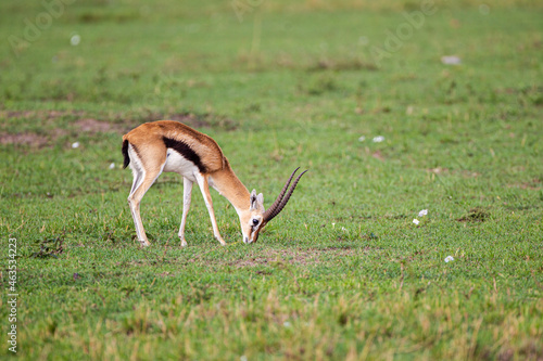 Fototapeta Naklejka Na Ścianę i Meble -  Thomson's Gazelle male grazing on the grass of the Masai Mara, Kenya