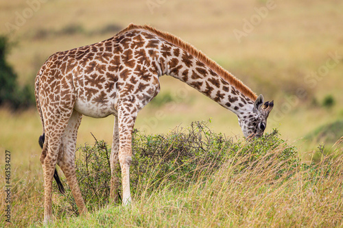 Masai Giraffe walking in the early morning in the Masai Mara  Kenya