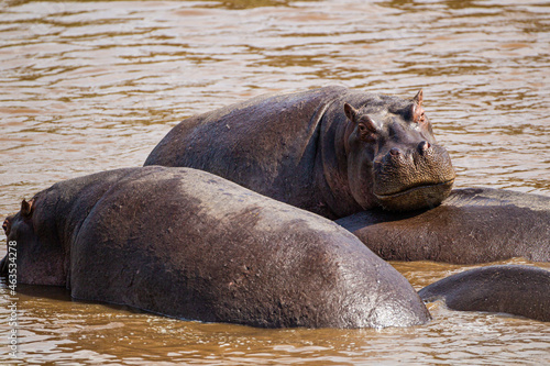 A group of hippopotamus relax in a shallow pond in the Masai Mara, Kenya 
