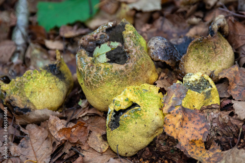 mushrooms on the tree
