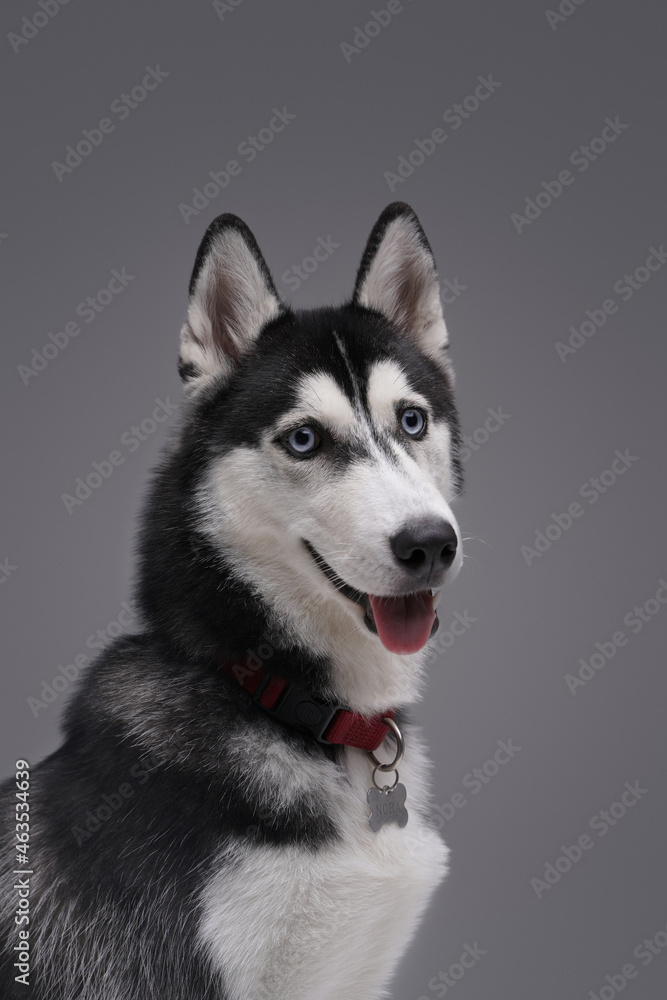 Cheerful husky dog with collar and fluffy fur