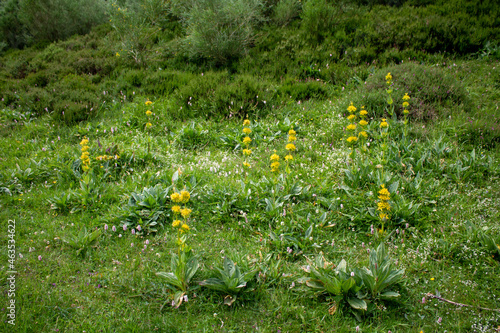 Gentiana lutea, medicinal plant in Spain