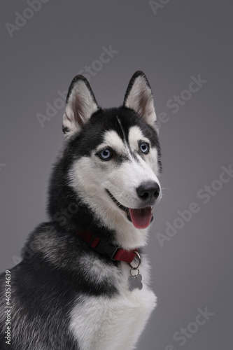 Fototapeta Naklejka Na Ścianę i Meble -  Cheerful husky dog with collar and fluffy fur