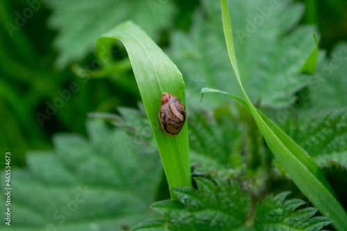 bud of a plant
