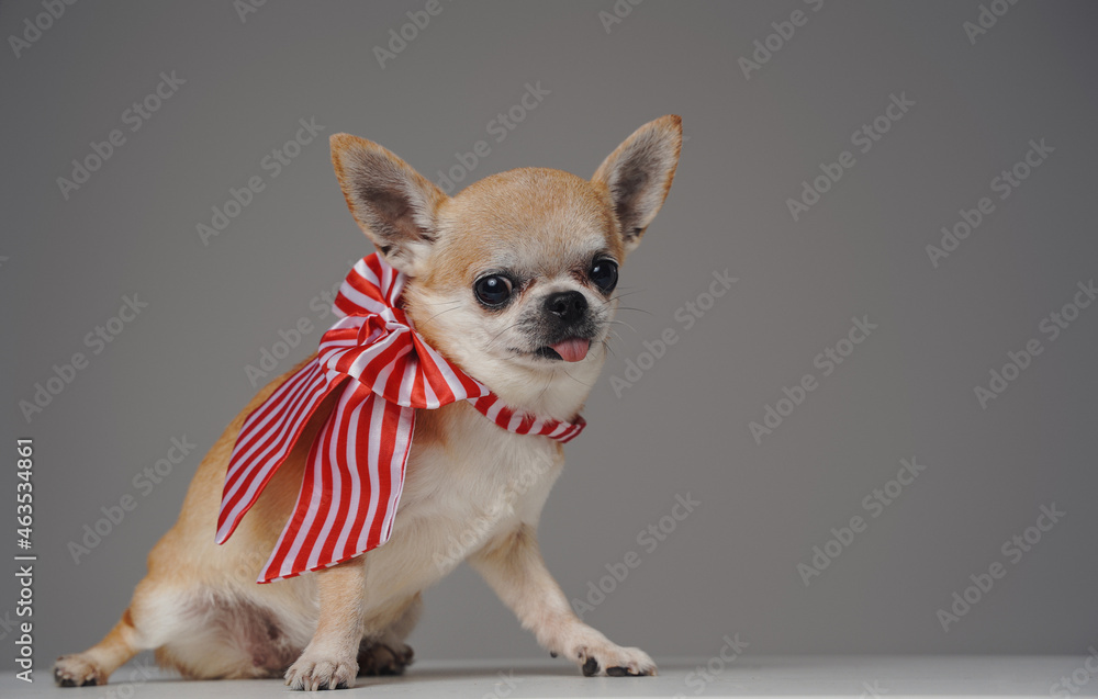 Miniature chihuahua dog with bow tie against gray background