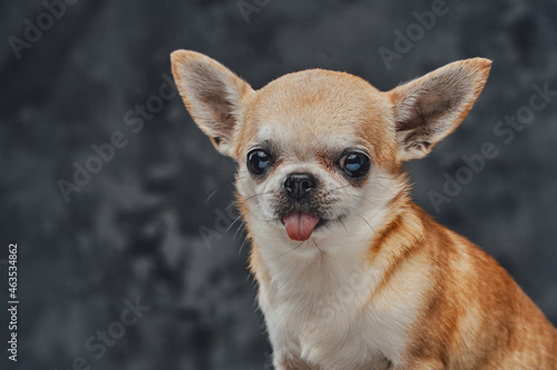 Fotografie Headshot of tiny chihuahua doggy against dark background