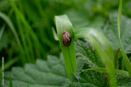 ladybird on a leaf