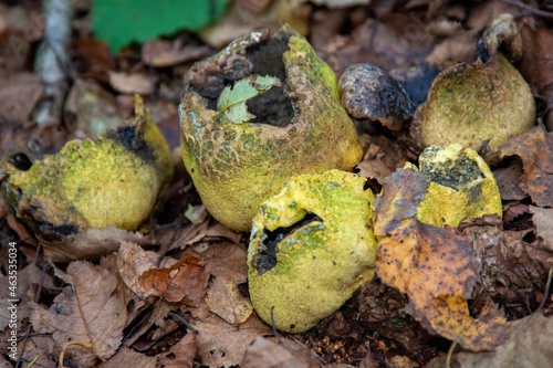 mushrooms on the ground