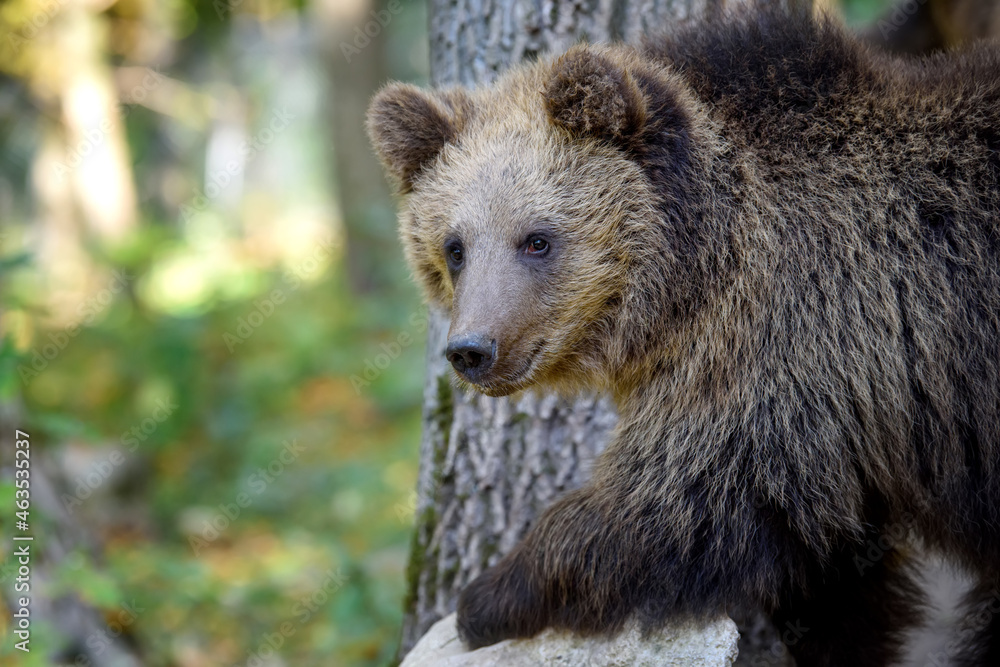 Fototapeta premium Baby cub wild Brown Bear (Ursus Arctos) in the autumn forest. Animal in natural habitat