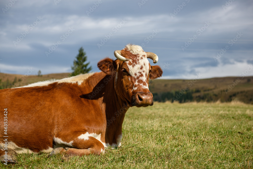 Brown cow on pasture in mountains Brown cow on pasture in mountains