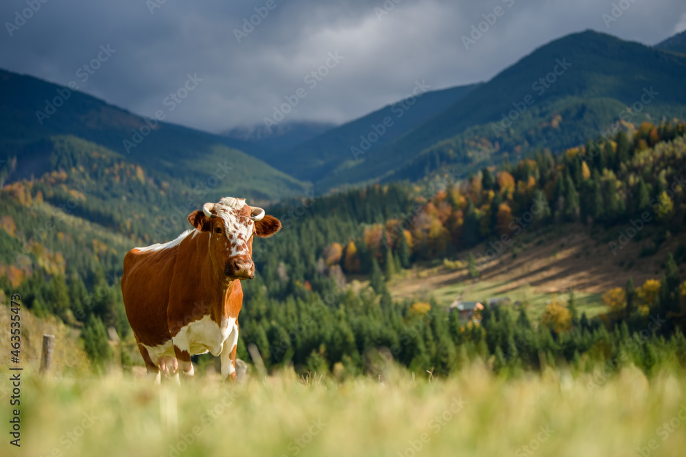 Brown cow on pasture in mountains Brown cow on pasture in mountains