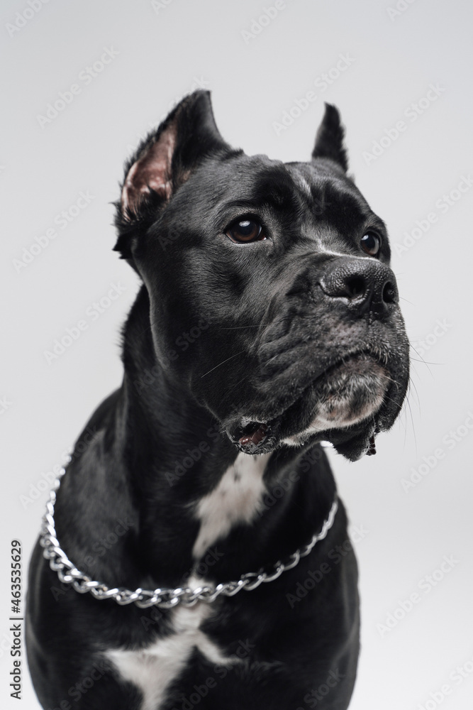 Headshot of purebred black dog with silver collar Headshot of purebred black dog with silver collar
