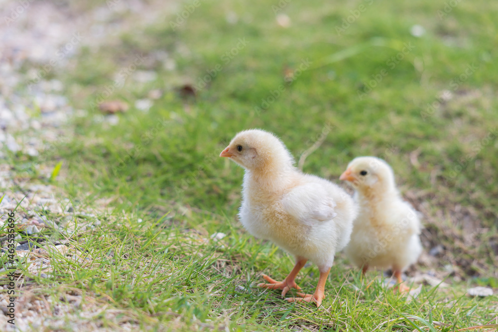 昼の公園の芝生で元気で遊んでいるヒヨコの姿