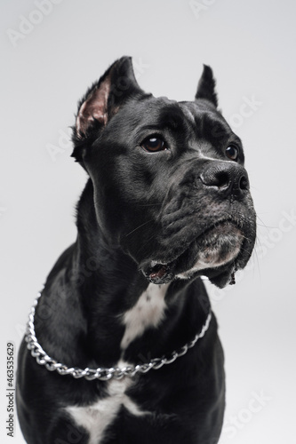 Headshot of purebred black dog with silver collar