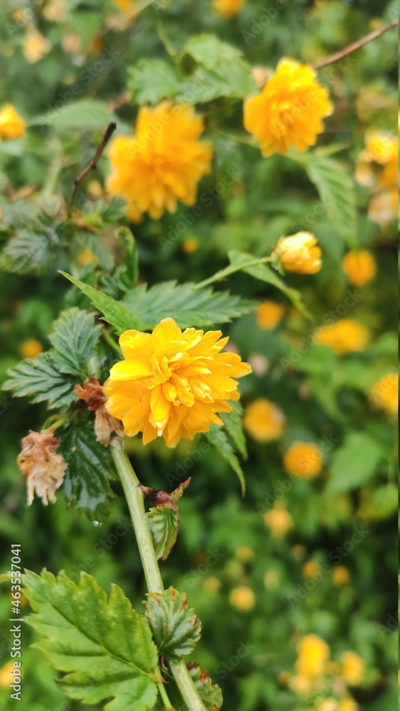 yellow flowers in the garden yellow flowers in the garden