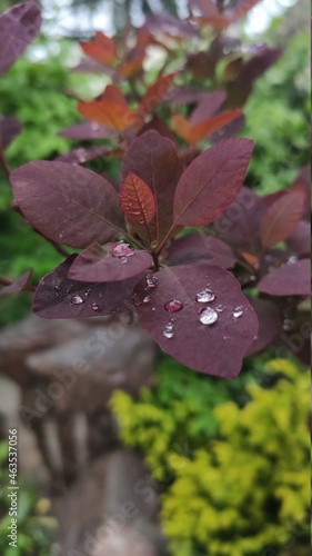 water drops on a leaf