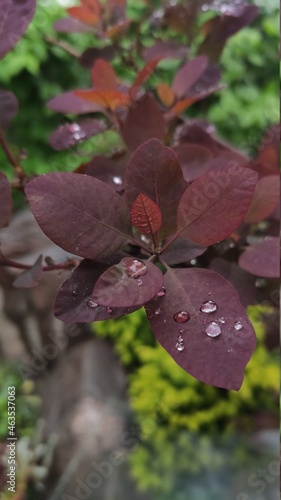 rain drops on a leaf