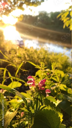 flowers on the beach