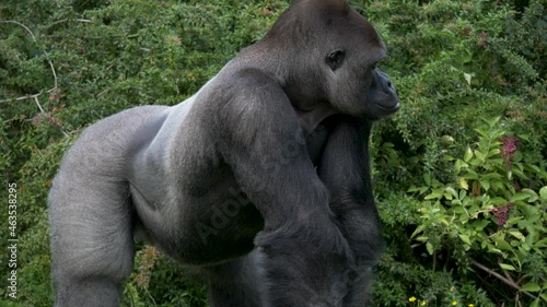 Full body shot of a big, strong, and powerful silverback gorilla. photo