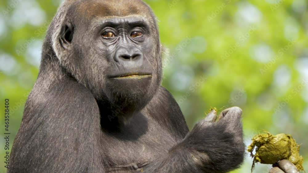 Closeup portrait of a Western lowland gorilla eating its own feces