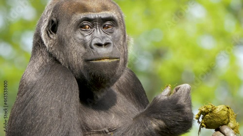 Close-up portrait of a Western lowland gorilla eating its own feces. Common behavior to increase the vitamin intake.