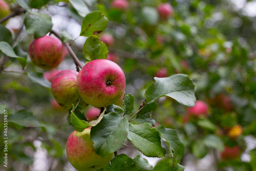 Red apples on the tree, copy space Red apples on the tree, copy space