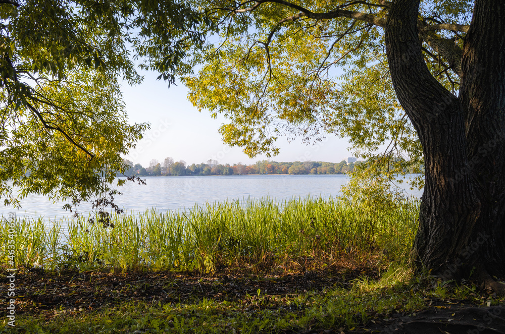 Obraz premium Lake in the forest surrounded by trees. Forest reservoir. Golden autumn near the water. Yellow leaves on the trees.