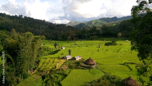 Rice fields at the foot of Mount Mutis Timau. The rice fields prepare for harvest and serve as granaries for rice in Soe - Indonesia photo