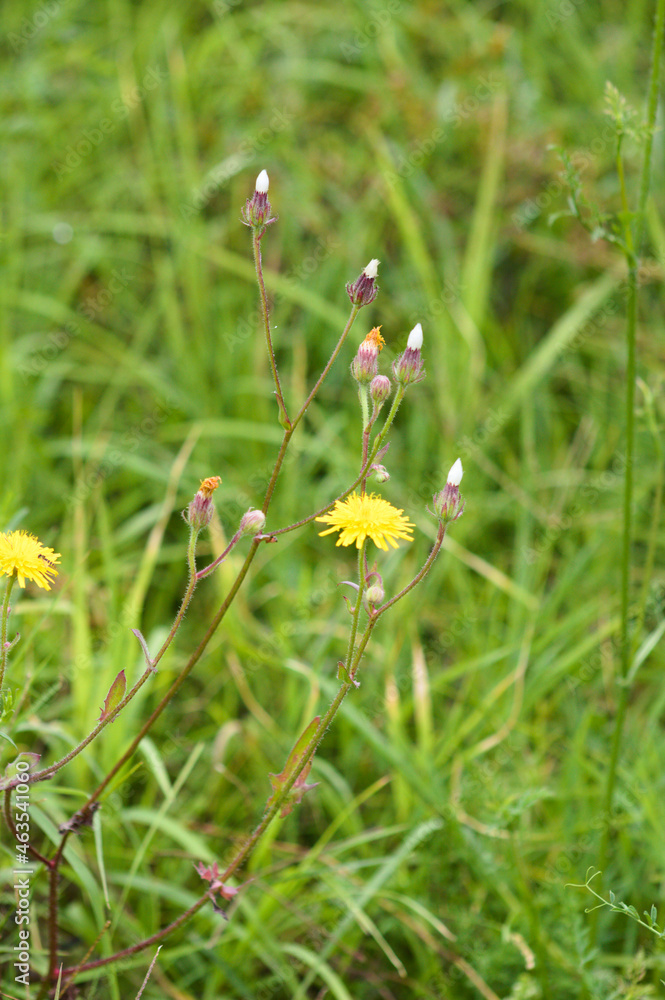 Bitter fleabane in bloom closeup view with blurred green grass on background Bitter fleabane in bloom closeup view with blurred green grass on background