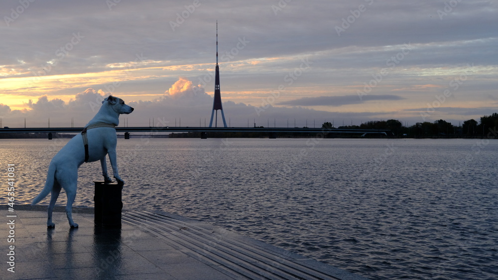 White mongrel dog posing at dawn against the background of the Daugava and the TV tower in Riga