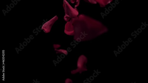 red rose flower petals faliing slow motion 