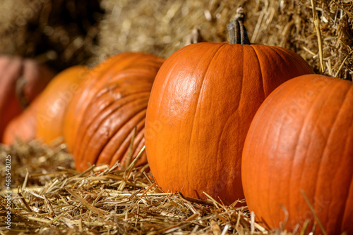 Ripe orange pumpkins on stack of hay or straw on sunny october day. Autumn decoration. Halloween and thanksgiving holiday concept.