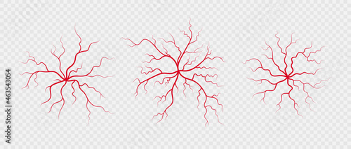 Set human veins and arteries. Red branching spider-shaped blood vessels and capillaries. Vector illustration isolated on transparent background.