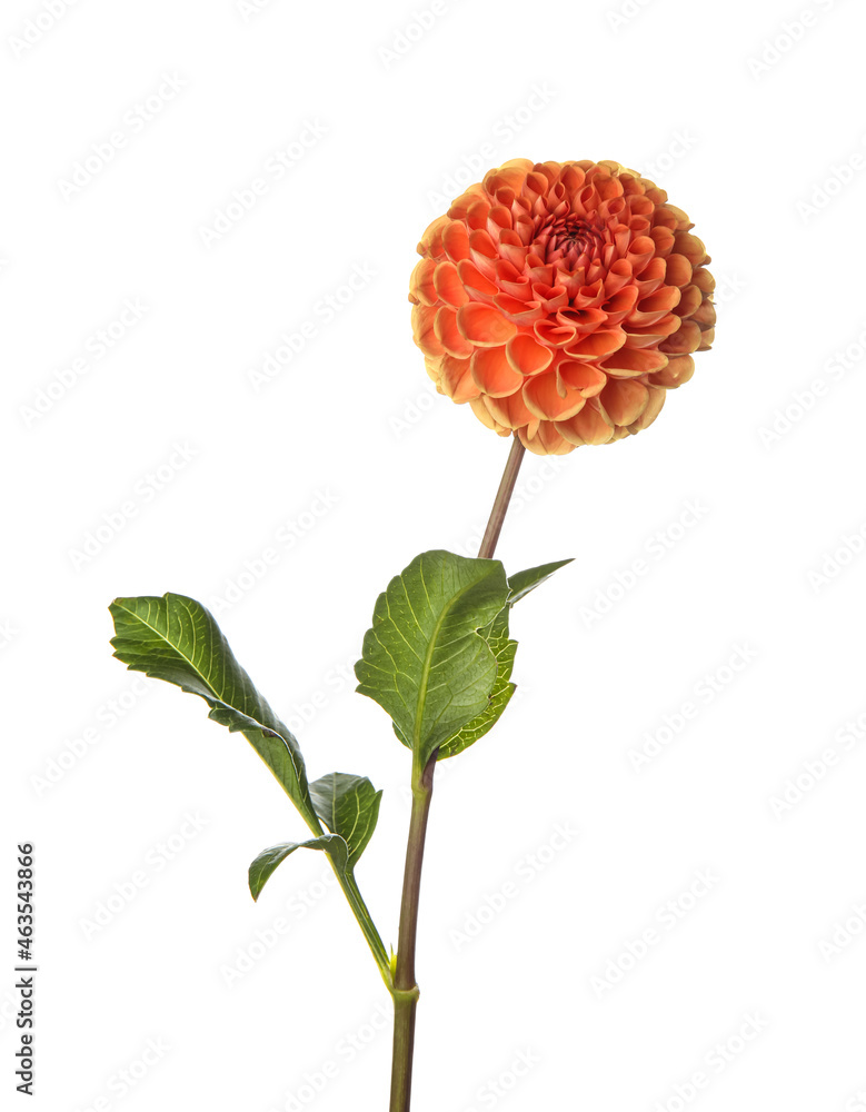 Beautiful dahlia flower on white background, closeup Beautiful dahlia flower on white background, closeup