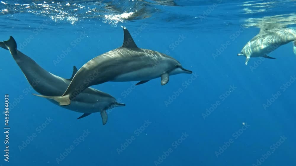 A Dolphin pod swimming calmly in serene bright blue ocean waters. Close up. A Dolphin pod swimming calmly in serene bright blue ocean waters. Close up.