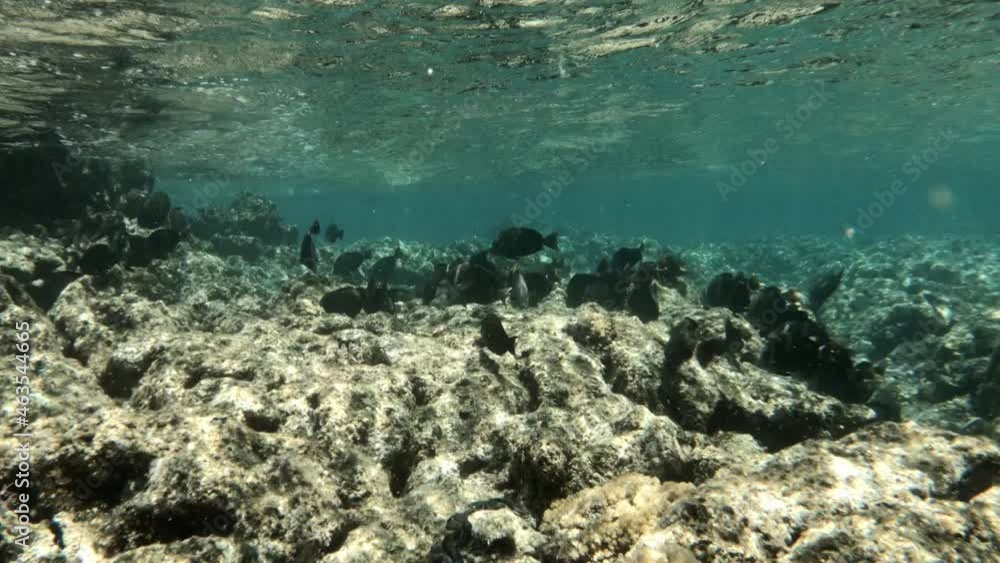 School Of Fishes Swims Under The Water Near The Coral Reef. wide shot