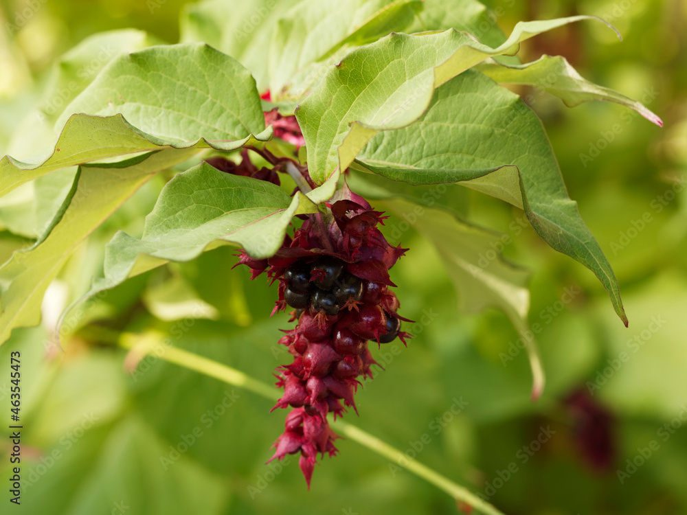 Close up on Leycesteria formosa or Himalayan honeysuckle. Drooping spikes of white funnel-shaped flowers with deep reddish-purple bracts und dark brownish-purple berries Close up on Leycesteria formosa or Himalayan honeysuckle. Drooping spikes of white funnel-shaped flowers with deep reddish-purple bracts und dark brownish-purple berries