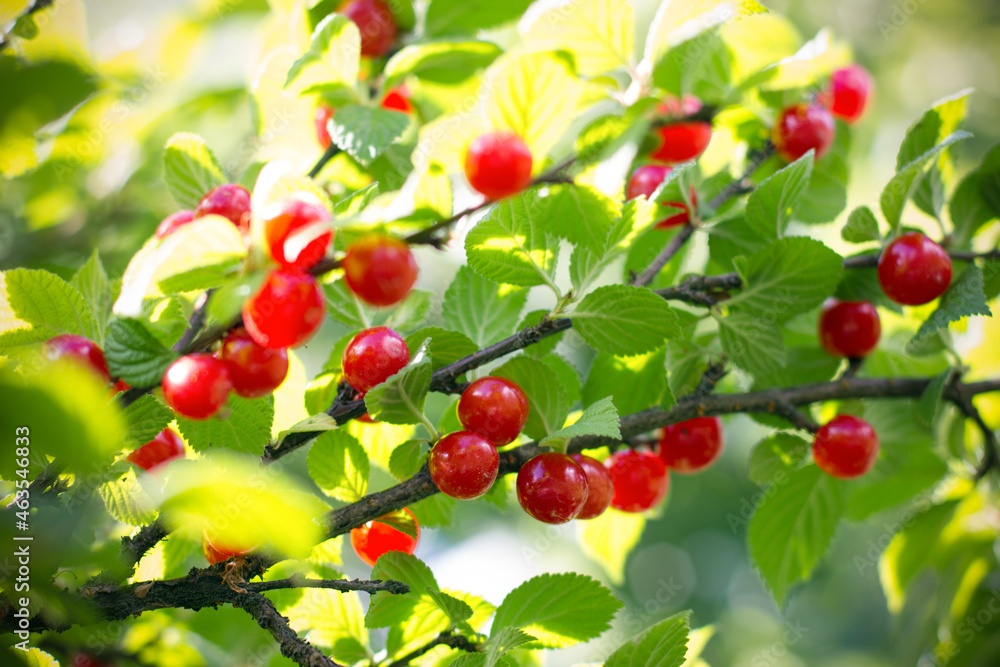 Fototapeta premium Ripe red cherry on green tree branch. Harvest under sunshine