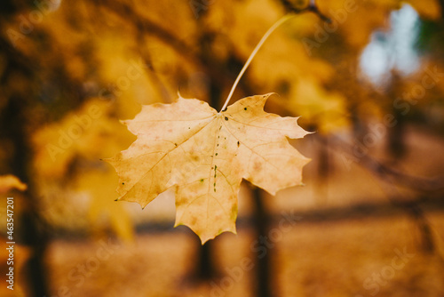 autumn leaves in the park photo