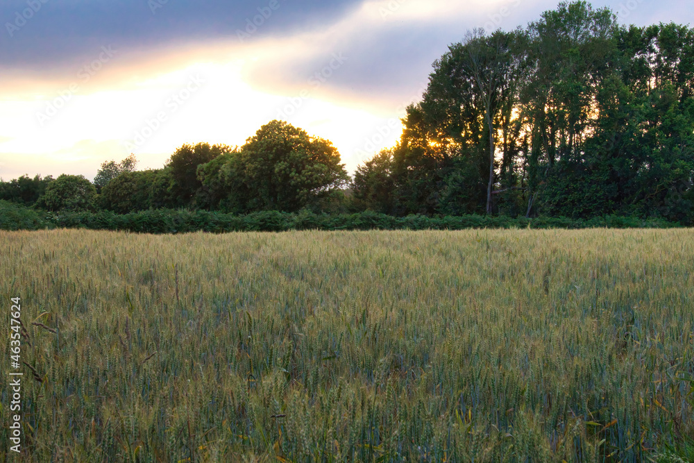 Obraz premium sunset over the fields