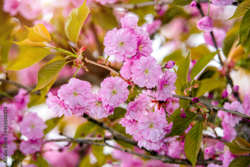 Japanese cherry blossoms on a green natural background
Japanese cherry blossoms on a green natural background