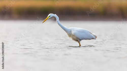 Wallpaper Mural Great egret in the lake. Torontodigital.ca