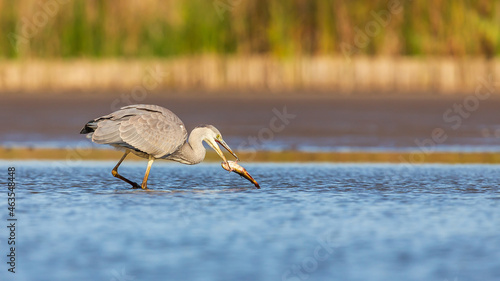 Wallpaper Mural Gray Heron in autumn in Europe. Torontodigital.ca