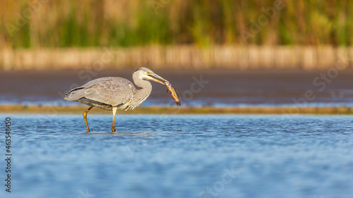 Wallpaper Mural Gray Heron in autumn in Europe. Torontodigital.ca
